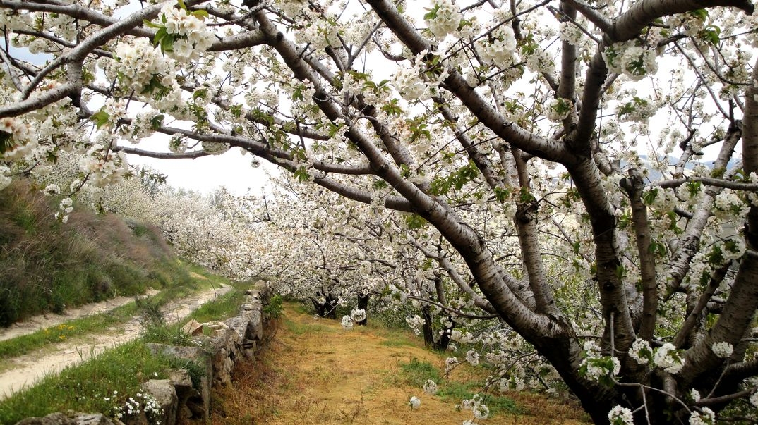 Floración en el Valle del Jerte