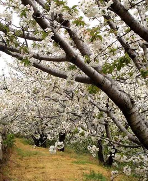 ¡Ya están aquí! Los cerezos del Valle del Jerte ya están en flor