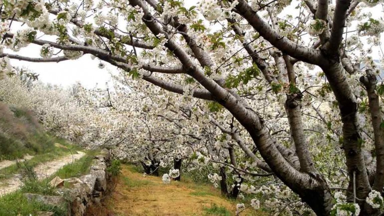 ¡Ya están aquí! Los cerezos del Valle del Jerte ya están en flor