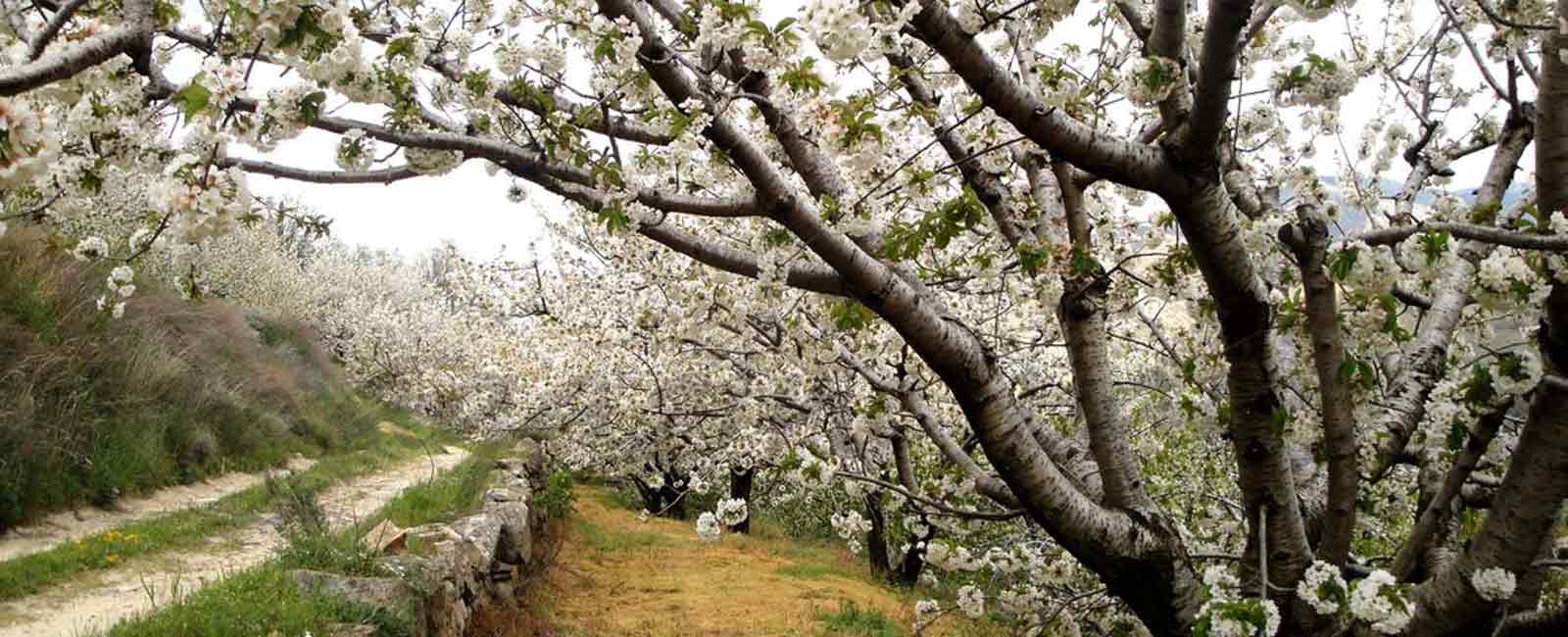 ¡Ya están aquí! Los cerezos del Valle del Jerte ya están en flor