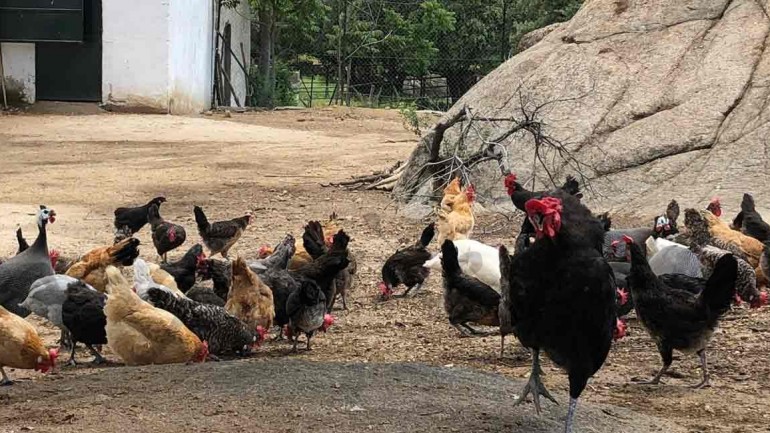 ¿Sabes qué son los «huevos honrados»?