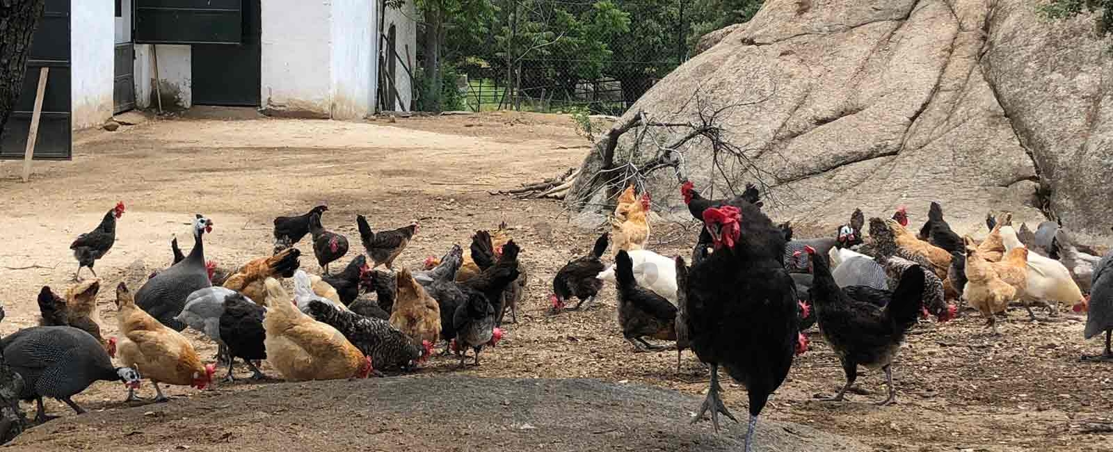 Gallinas-felices-portada