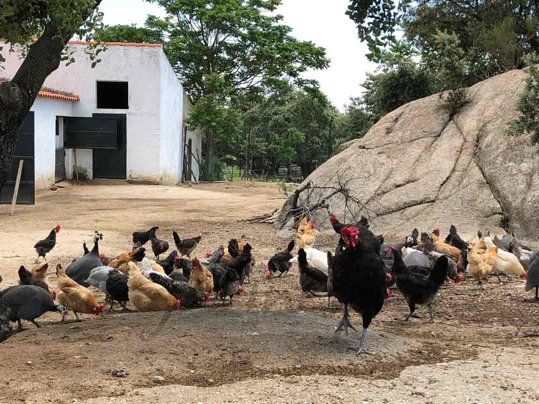 Gallinas