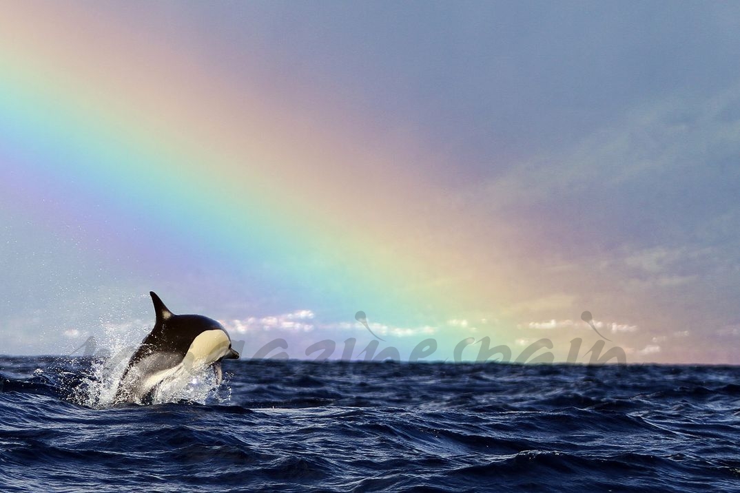 Azores - Avistamiento de cetáceos