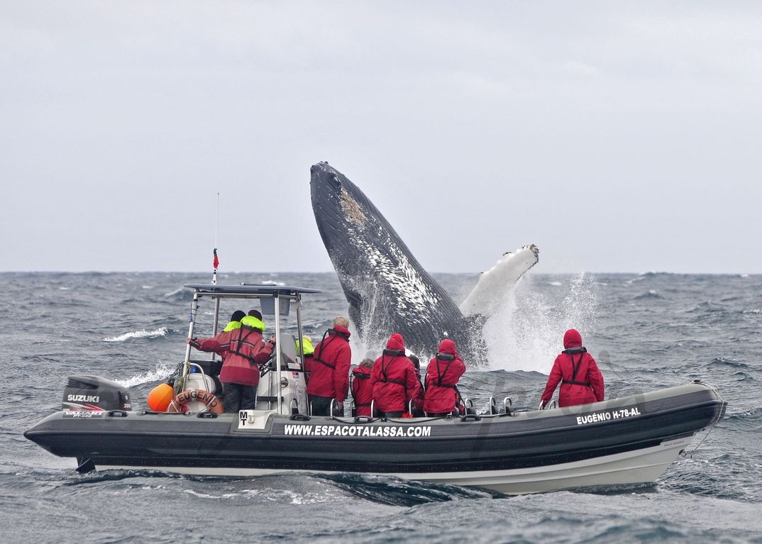 Azores - Avistamiento de cetáceos