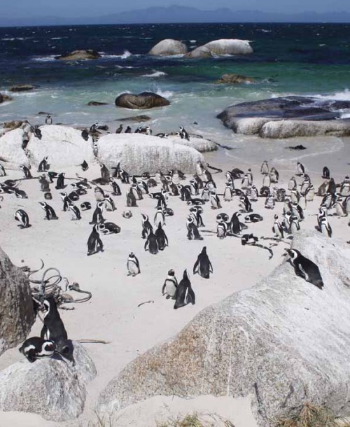Sudáfrica: Table Mountain y Península del Cabo