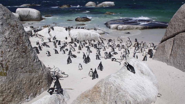 Sudáfrica: Table Mountain y Península del Cabo