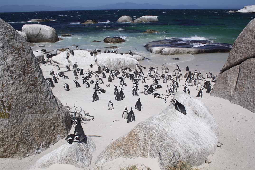 Colonia-pinguinos