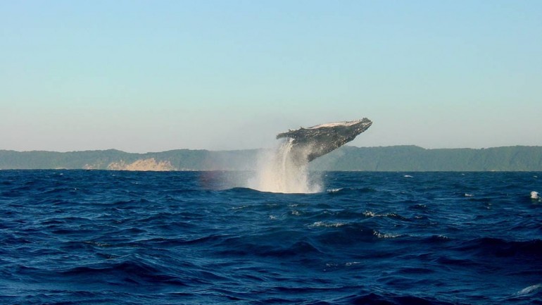 Madeira, un auténtico paraíso para el avistamiento de ballenas y delfines