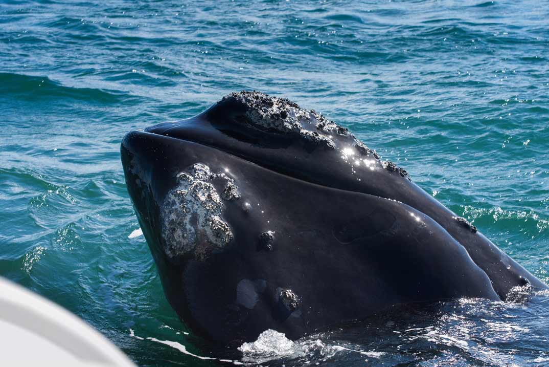 Hermanus-ballena-cerca