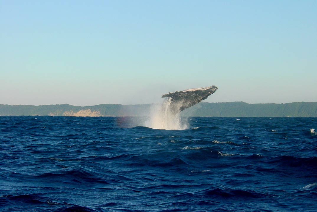 Madeira, un auténtico paraíso para el avistamiento de ballenas y delfines