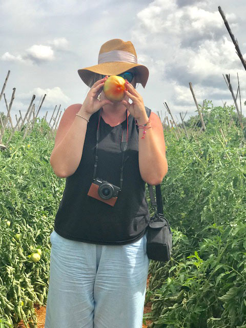 Recolectando-tomates-alcossebre-2