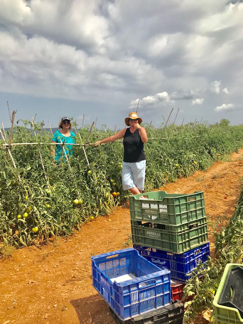 Recolectando-tomates-alcossebre