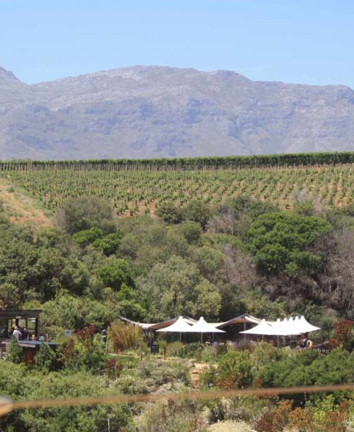 Sudáfrica: Stellenbosch y la Ruta de los viñedos