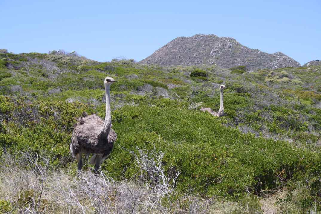 avestruces en Cabo esperanza