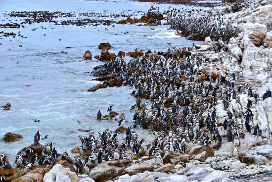 stony-point-penguin-colony