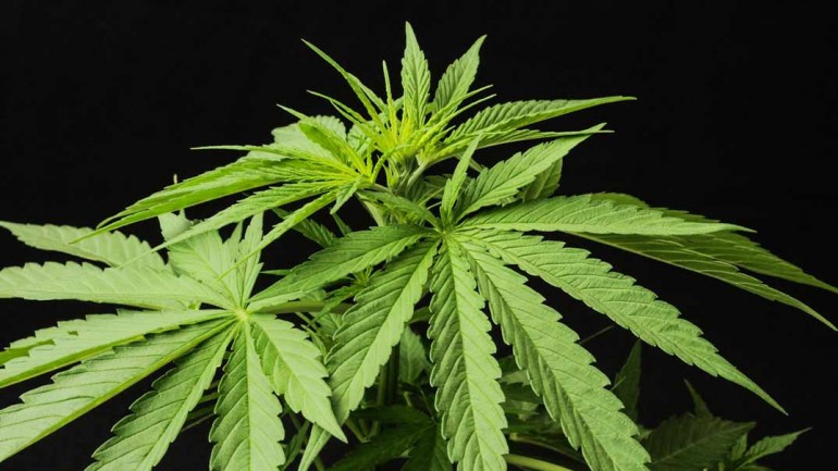 ¿Por qué todo el mundo habla del aceite de cannabis?