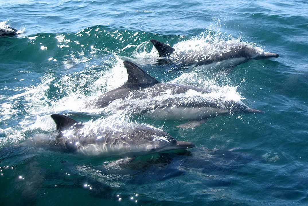 delfines