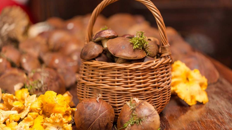 Llega la temporada de setas ¿dónde comerlas?