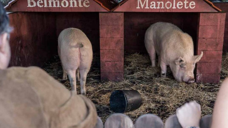 “Matadero” – Capítulo 4