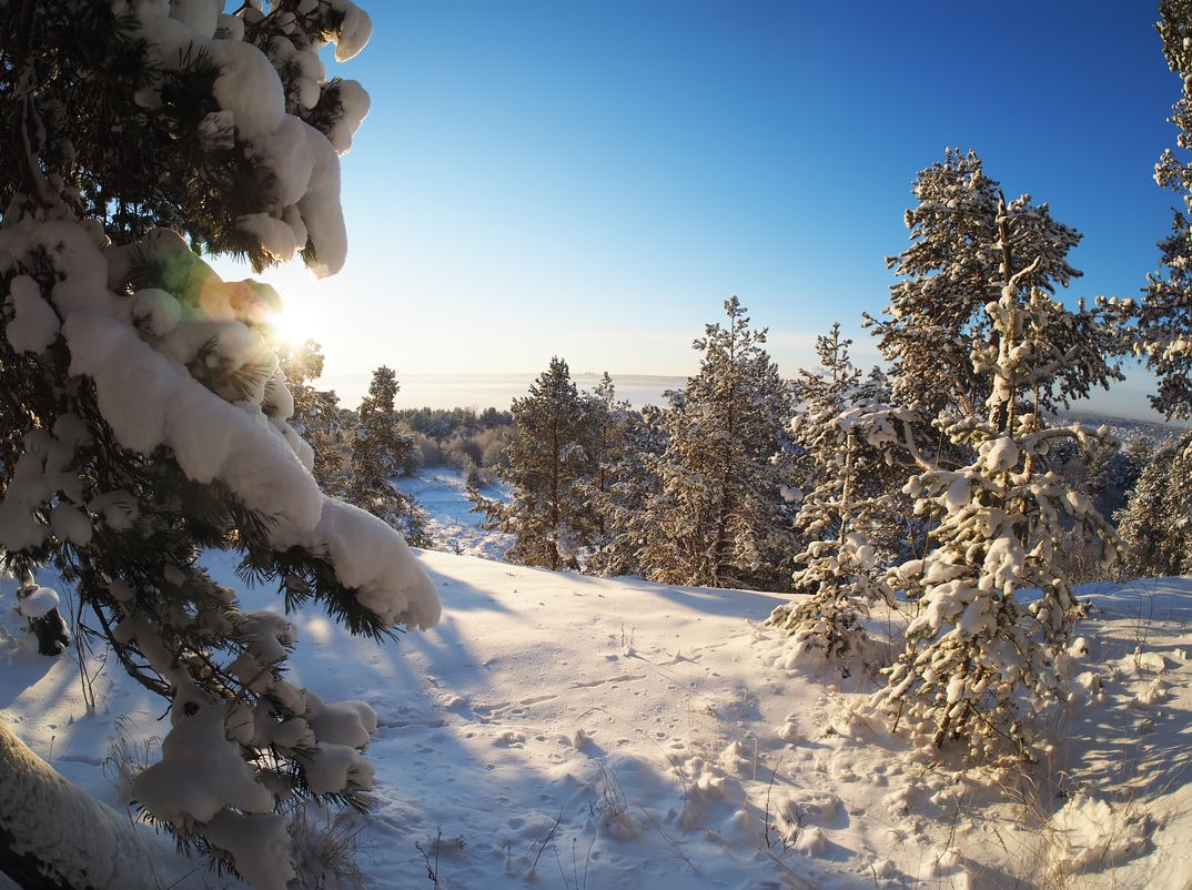 Senderismo por los bosques de Rovaniemi 