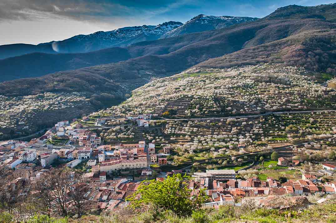 Cerezo en Flor- Valle del Jerte