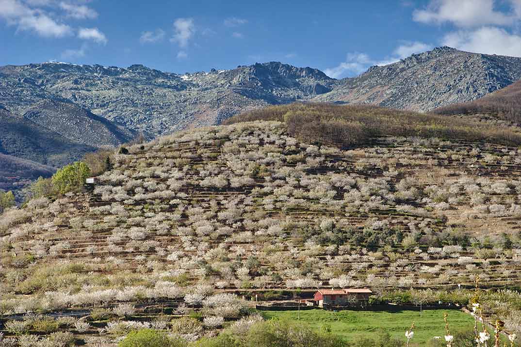 Cerezo en Flor- Valle del Jerte