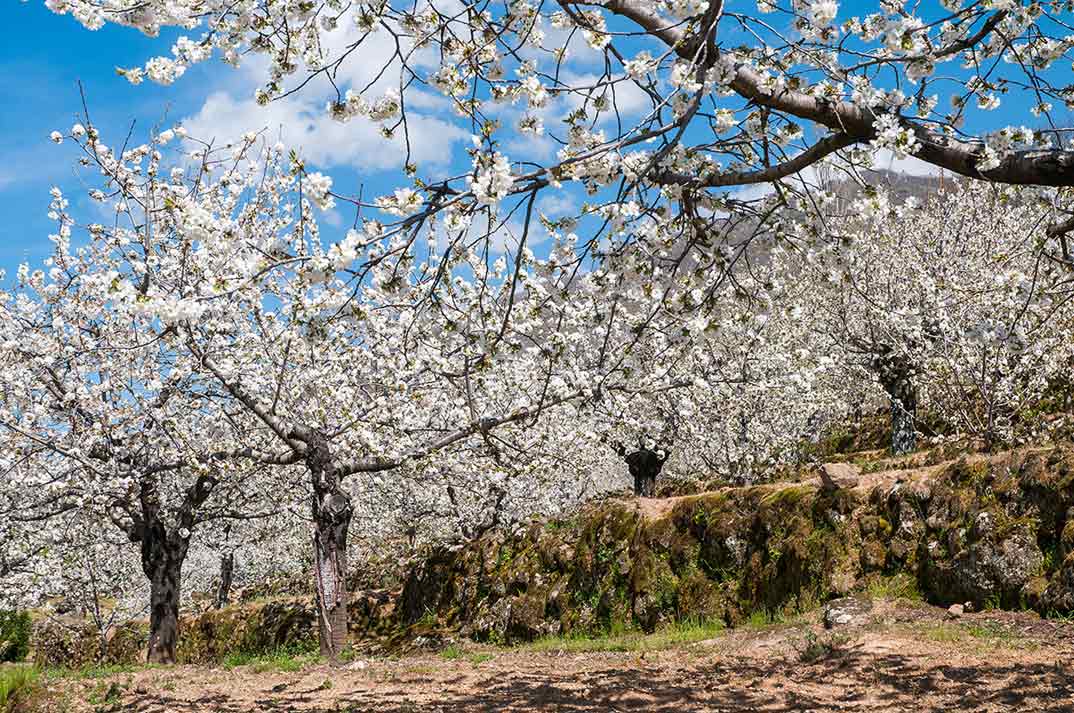 Cerezo en Flor- Valle del Jerte