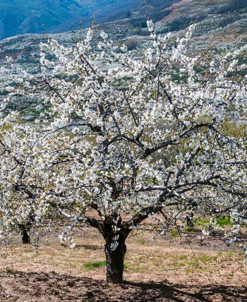 La floración 2019 ha comenzado en el Valle del Jerte