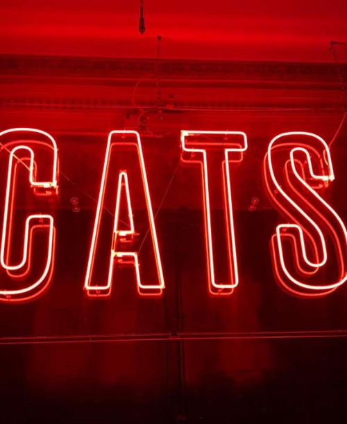 Ha vuelto Cats, El “Party Hostel”