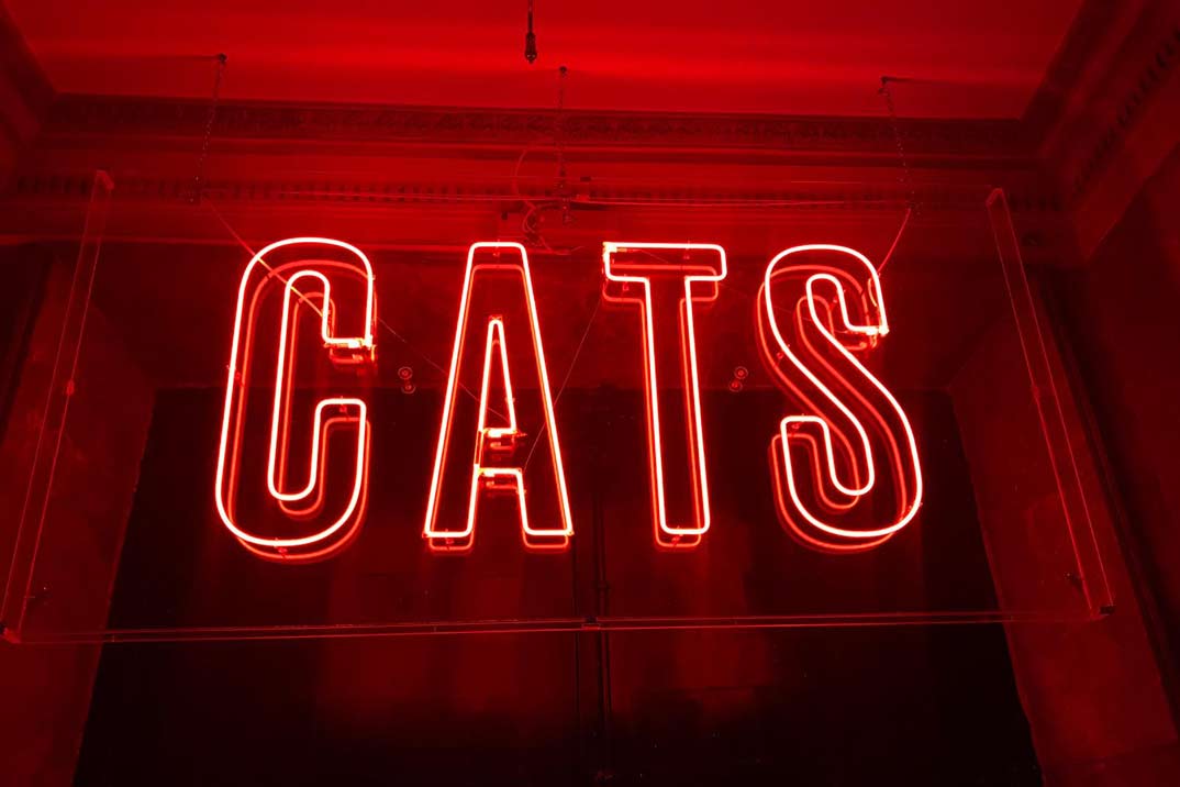 Ha vuelto Cats, El “Party Hostel”