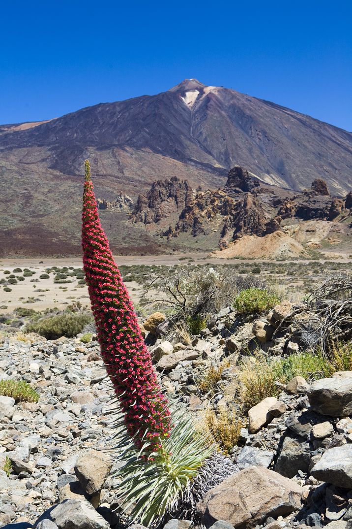 Flora Teide - Turismo de Tenerife