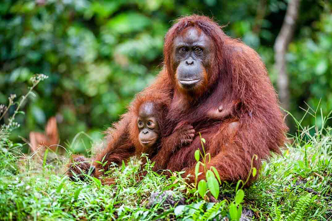 Orangutanes-de-Borneo