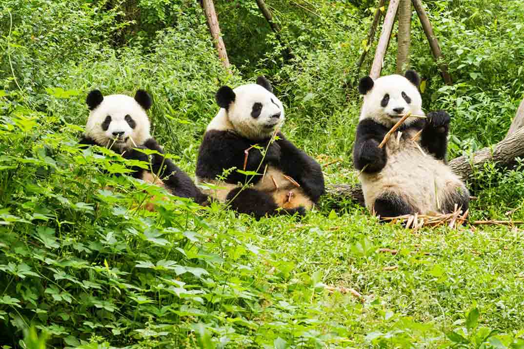 Reserva-de-Pandas-de-Chengdu