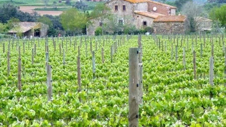 Sota els Àngels, vinos con alma