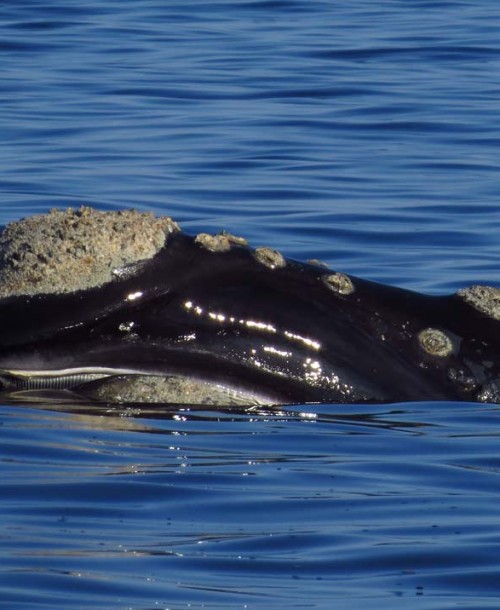 Cómo avistar a la ballena franca austral en medio del océano uruguayo