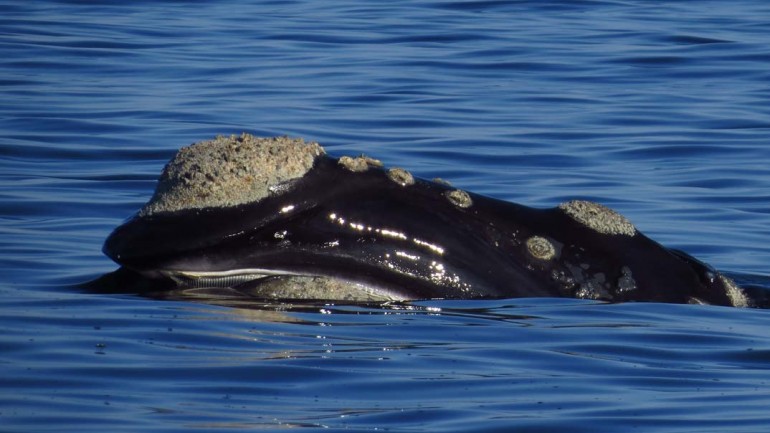 Cómo avistar a la ballena franca austral en medio del océano uruguayo