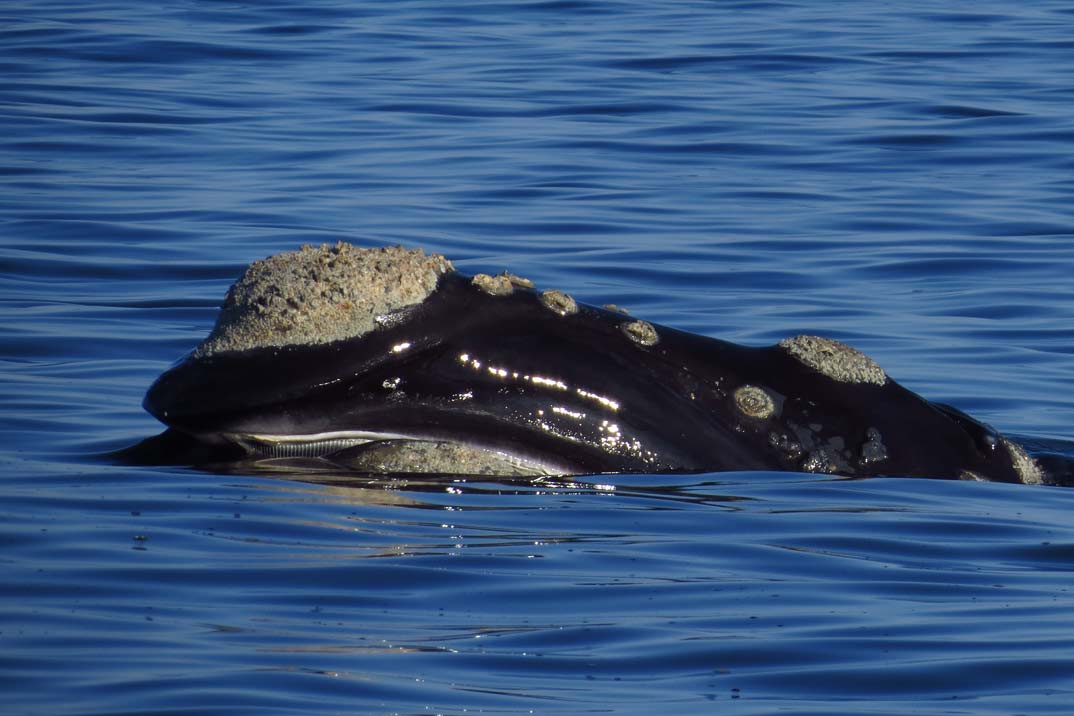 Cómo avistar a la ballena franca austral en medio del océano uruguayo