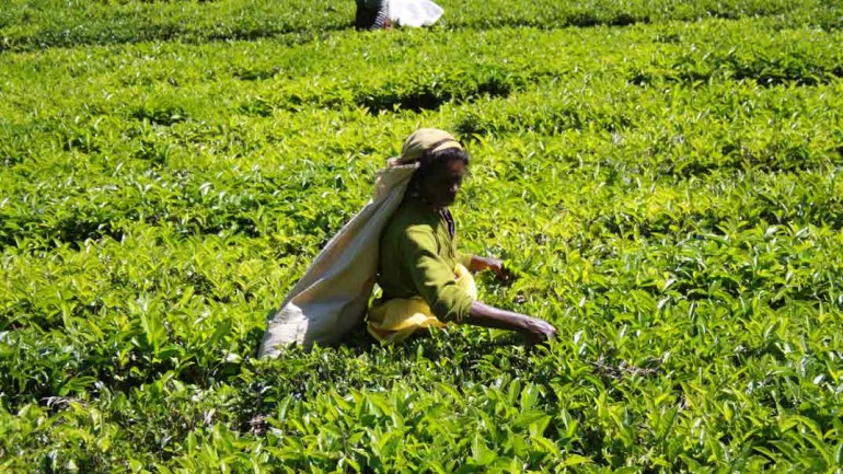 Lo mejor de Sri Lanka: Nuwara Eliya y sus plantaciones de té