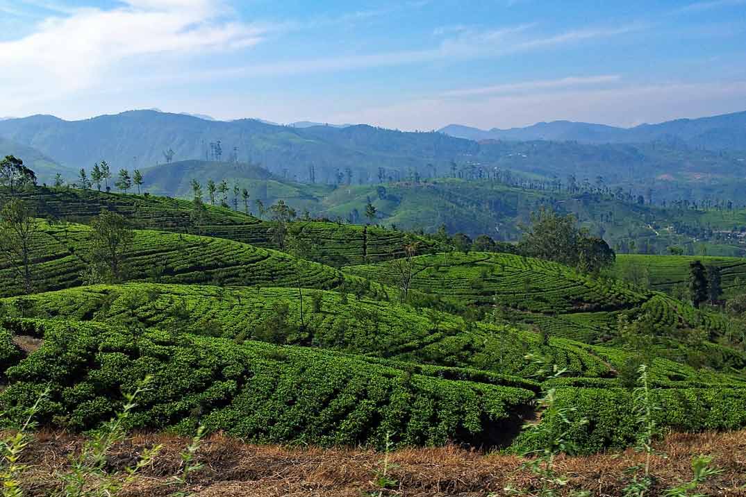 sri-lanka-nuwara-eliya-a-ella-plantaciones-2