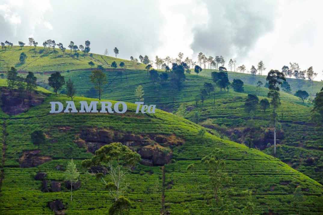 sri-lanka-nuwara-eliya-damro-tea