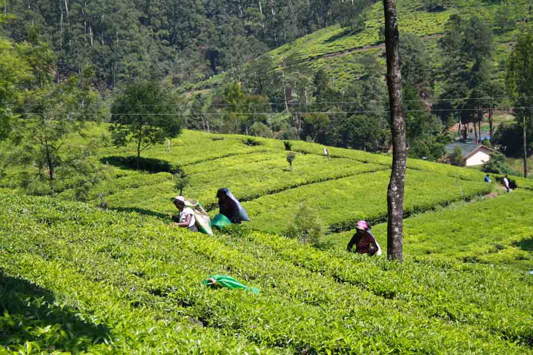 sri-lanka-nuwara-eliya-mujeres-plantacion