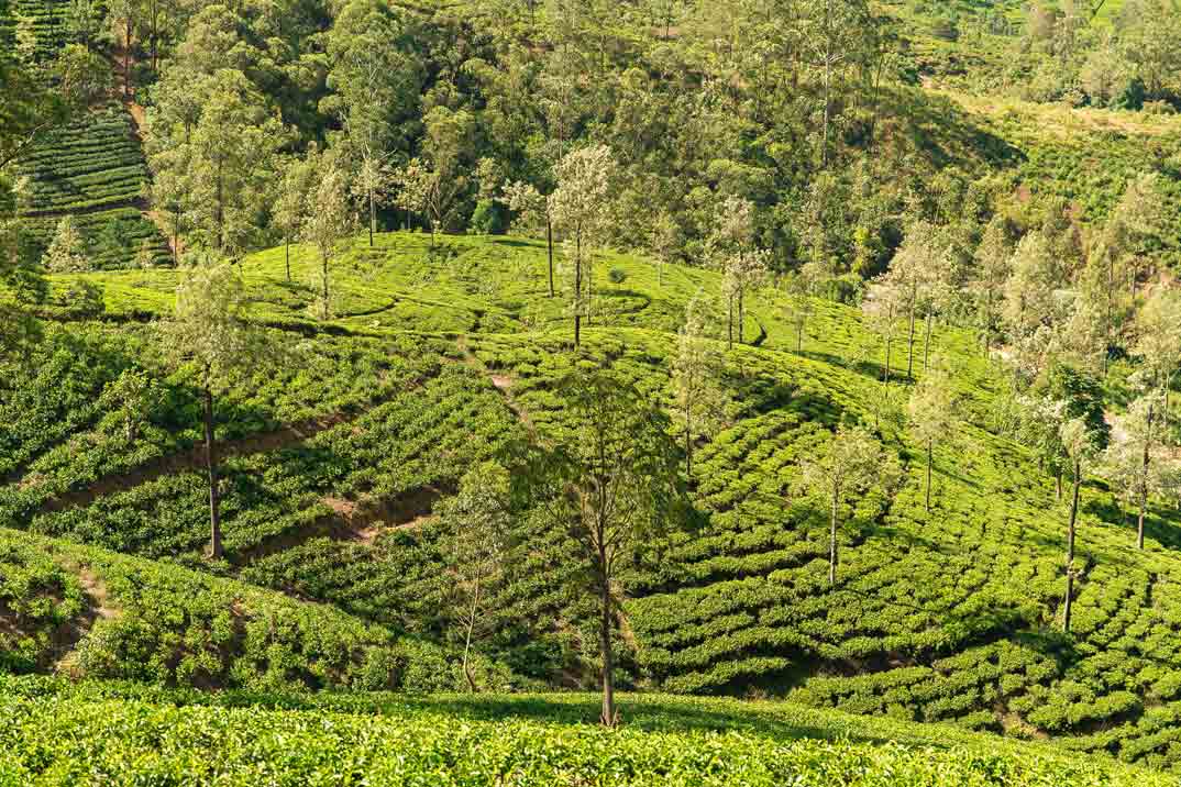 sri-lanka-nuwara-eliya-plantaciones