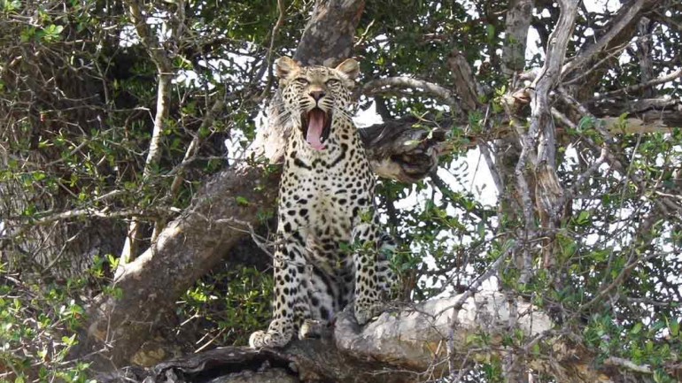 Lo mejor de Sri Lanka: Parque Nacional Yala