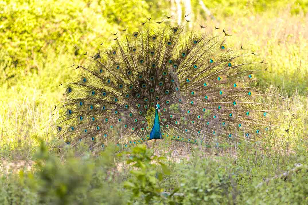 sri-lanka-pavo-real