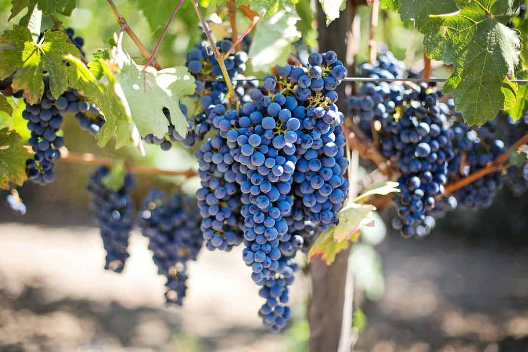 Placeres vinícolas: Ruta por las mejores bodegas de La Rioja