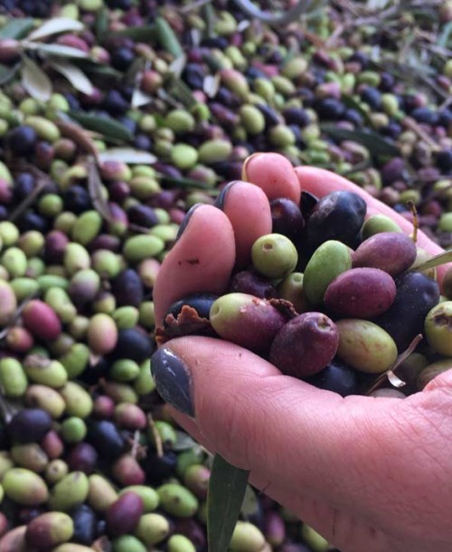 Sierra Mágina: Descubriendo su primer Aceite de Oliva Virgen Extra