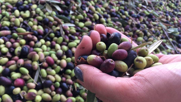 Sierra Mágina: Descubriendo su primer Aceite de Oliva Virgen Extra