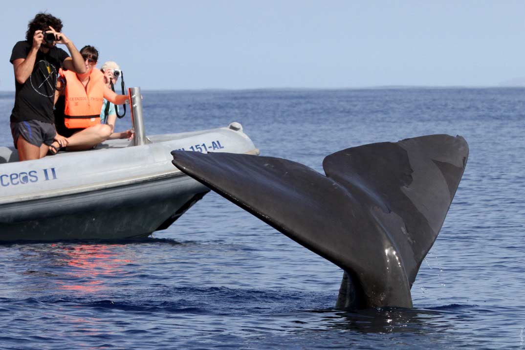 avistamiento-ballena-madeira