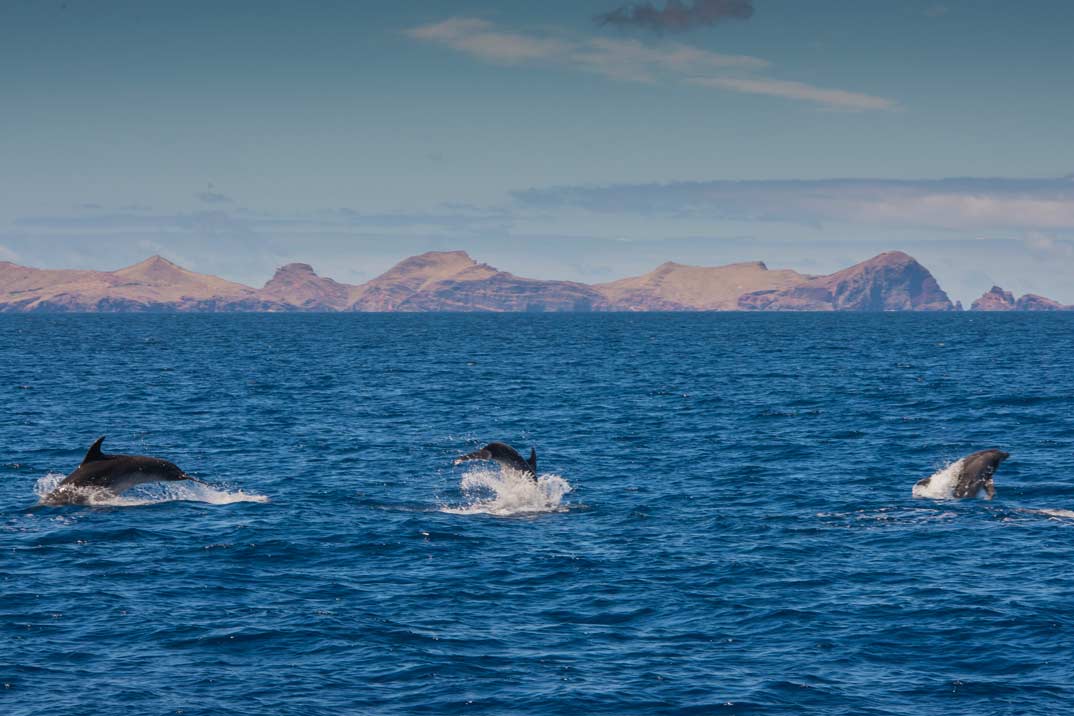 delfines-madeira